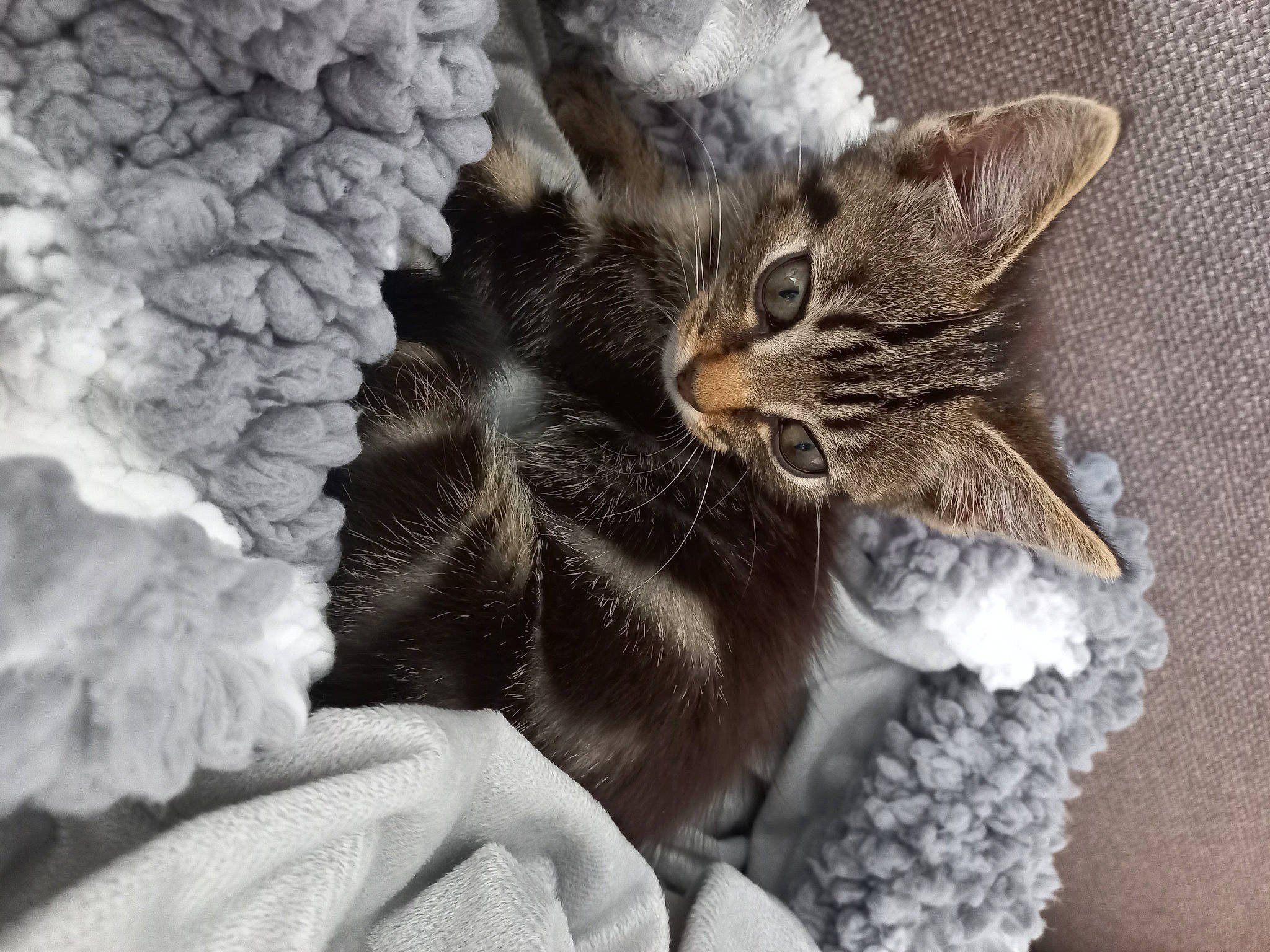 Coffee participe au concours pour gagner de l'argent avec cette photo : carnivore, cat, claw, comfort, domestic_short_haired_cat, fawn, felidae, fur, grey, linens, nap, paw, plant, sleep, small_to_medium_sized_cats, snout, tail, tree, whiskers, window