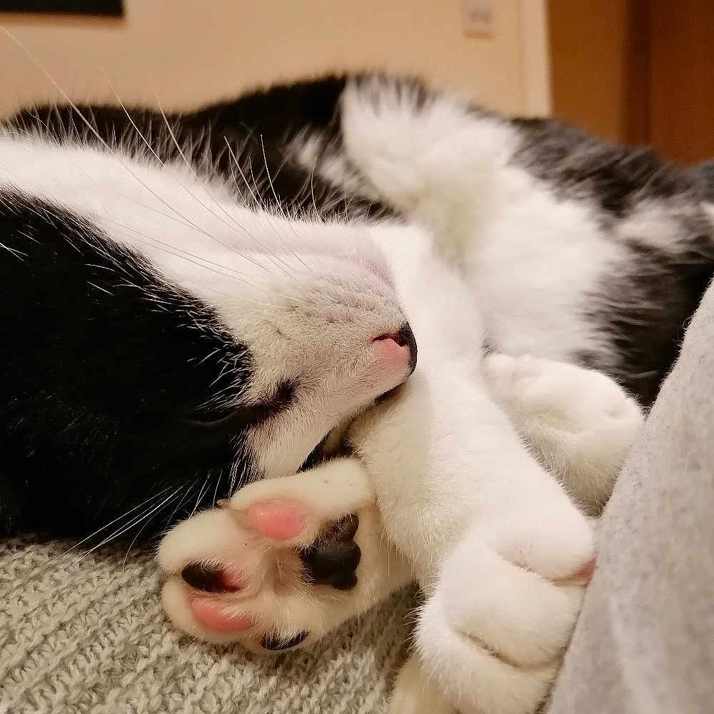 Rocky joined the competition — help win amazing prizes! animal, black_and_white, cat, close_up, cozy, cute, domestic_cat, feline, fur, indoor, knit_blanket, nap, paw_pads, paws, pet, relaxation, resting, sleeping, soft, whiskers