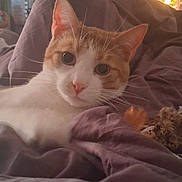 Thor joined the competition — help win amazing prizes! cat, orange_cat, white_cat, pet, whiskers, blanket, purple_blanket, indoor, cozy, fur, cute, animal, domestic_animal, relaxed, looking, closeup, face, ears, bedroom, resting