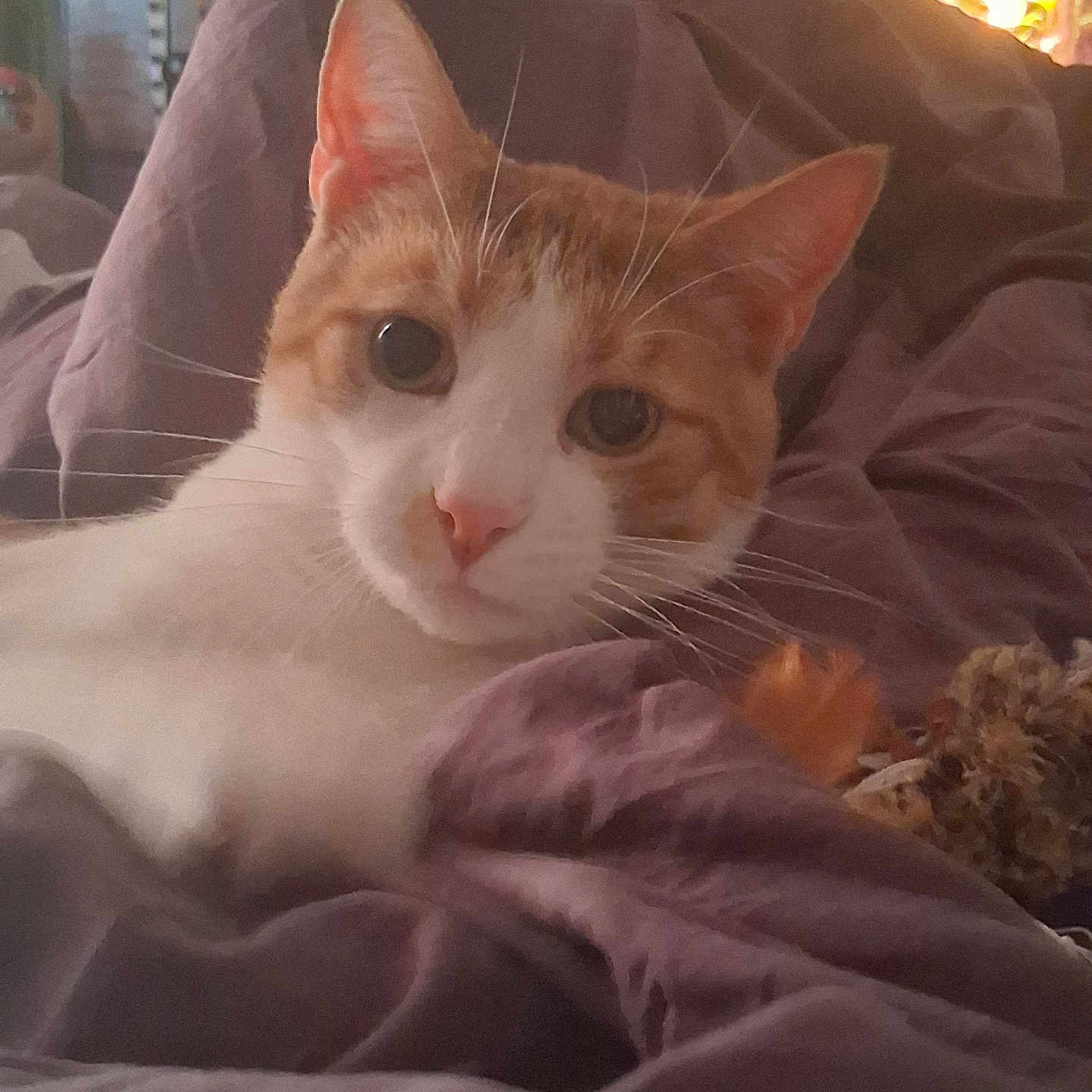 Thor joined the competition — help win amazing prizes! animal, bedroom, blanket, cat, closeup, cozy, cute, domestic_animal, ears, face, fur, indoor, looking, orange_cat, pet, purple_blanket, relaxed, resting, whiskers, white_cat