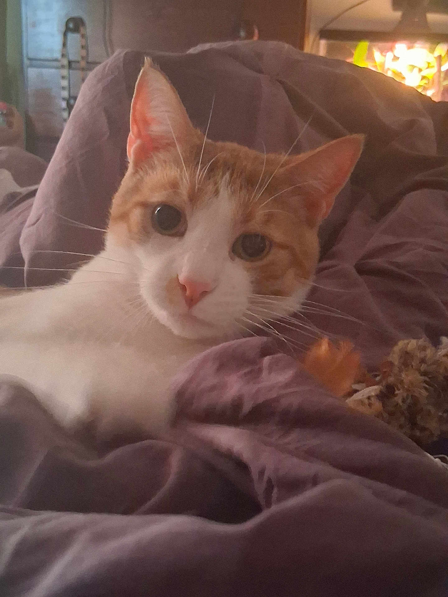 Thor joined the competition — help win amazing prizes! cat, orange_cat, white_cat, pet, whiskers, blanket, purple_blanket, indoor, cozy, fur, cute, animal, domestic_animal, relaxed, looking, closeup, face, ears, bedroom, resting