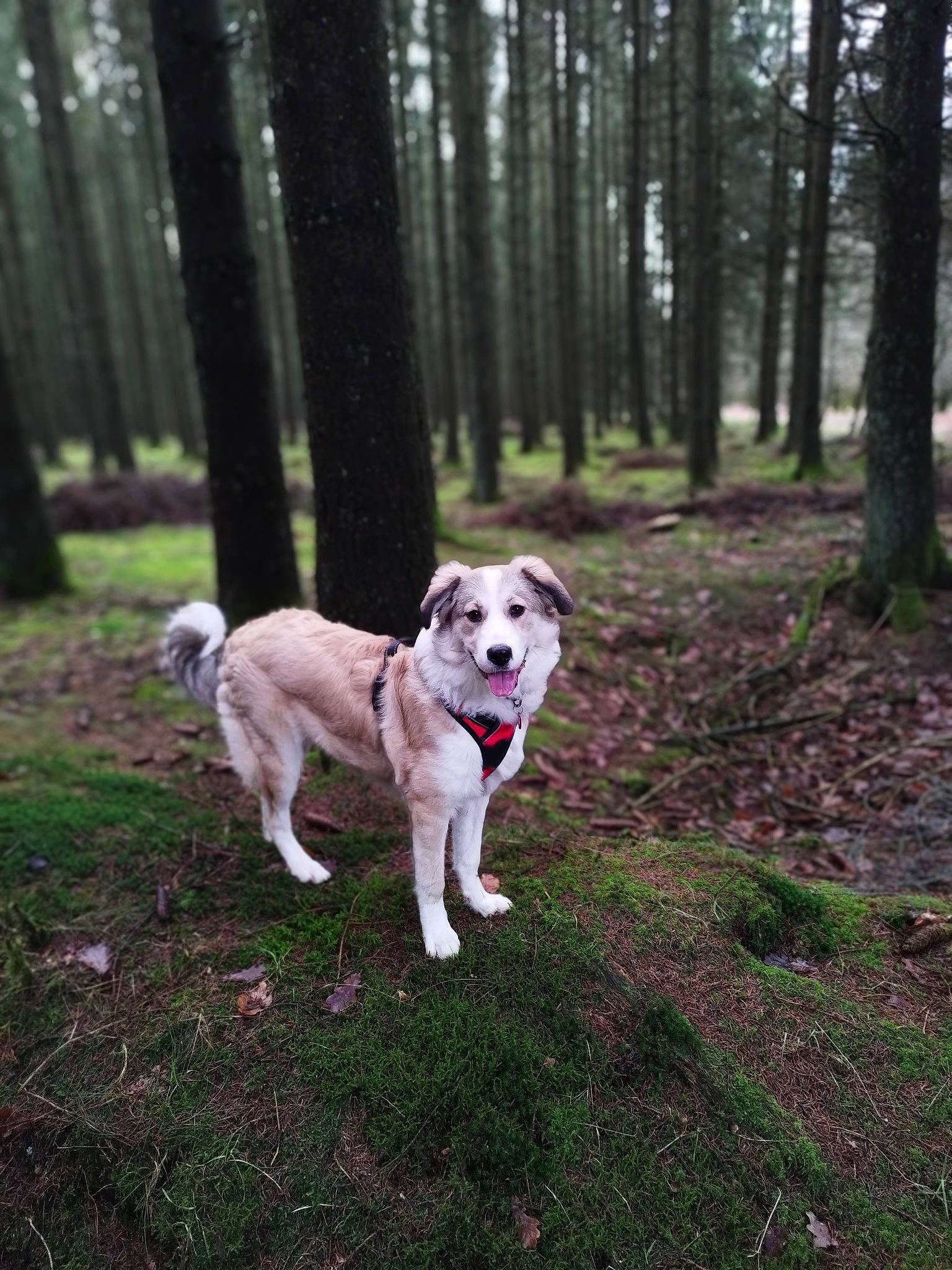Yacob participe au concours pour gagner de l'argent avec cette photo : canidae, carnivore, companion_dog, dog, dog_breed, fawn, forest, grass, leaf, northern_hardwood_forest, old_growth_forest, plant, soil, tail, temperate_broadleaf_and_mixed_forest, tree, trunk, wood, woodland, working_animal