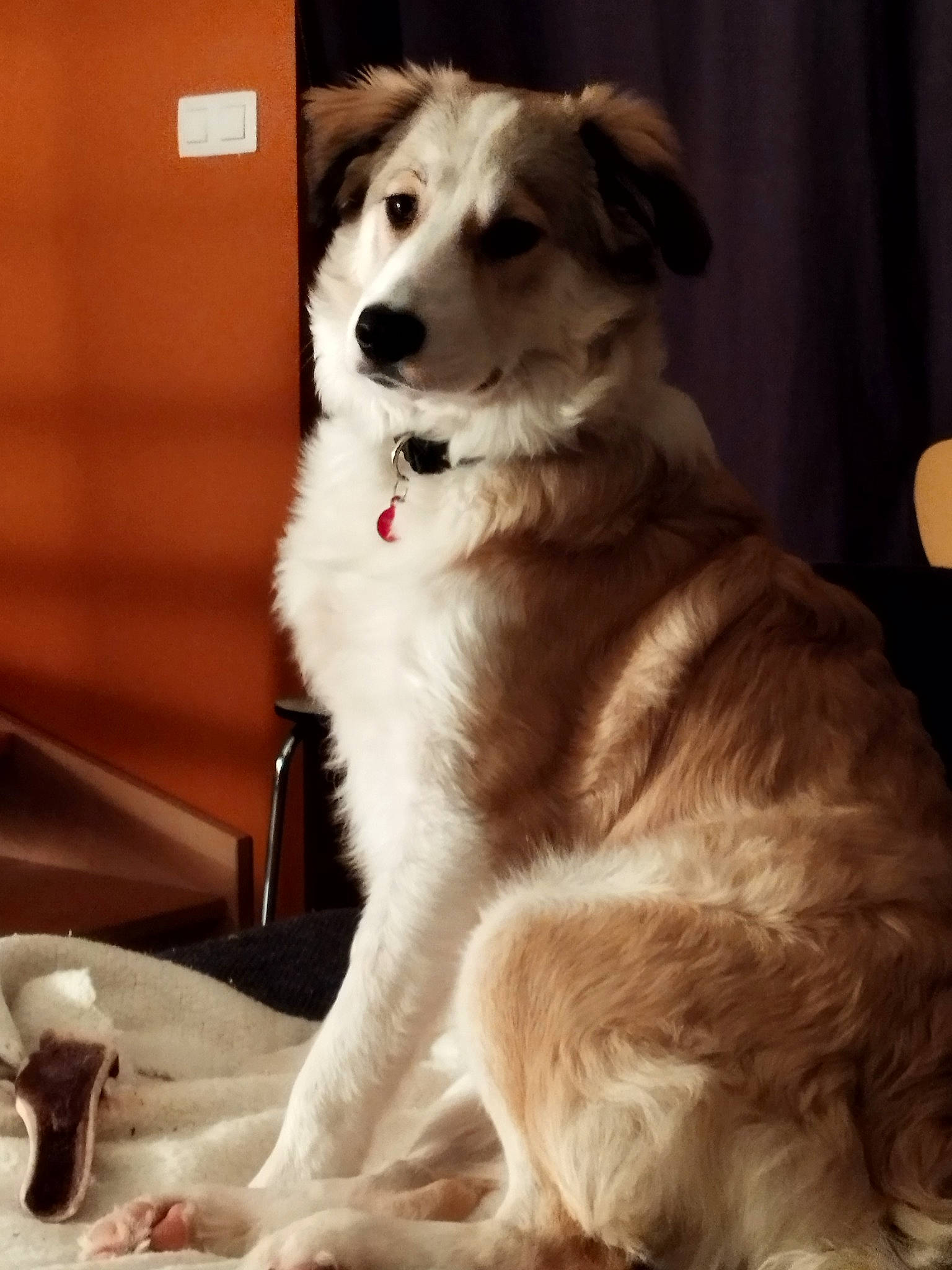 Yacob participe au concours pour gagner de l'argent avec cette photo : ancient_dog_breeds, biting, canidae, carnivore, companion_dog, dog, dog_breed, fur, herding_dog, paw, snout, sporting_group, tail, terrestrial_animal, whiskers, working_animal, working_dog