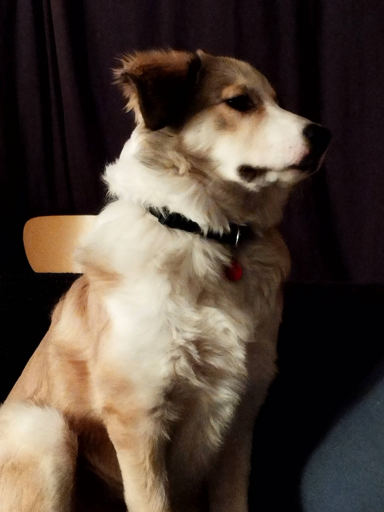 Yacob a rejoint le concours — aidez-le/la à gagner de superbes lots ! canidae, carnivore, collar, companion_dog, curtain, dog, dog_breed, dog_collar, dog_supply, fashion_accessory, fur, herding_dog, leash, scotch_collie, silken_windhound, snout, sporting_group, tail, whiskers, working_animal