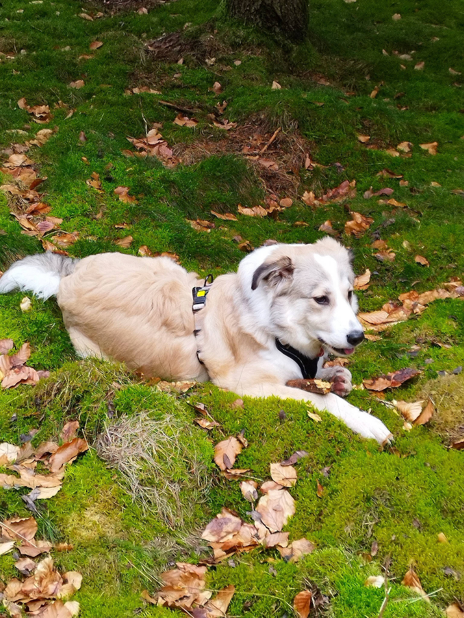 Yacob a rejoint le concours — aidez-le/la à gagner de superbes lots ! canidae, carnivore, collar, companion_dog, dog, dog_breed, dog_collar, fawn, grass, grassland, groundcover, herbaceous_plant, non_sporting_group, plant, snout, sporting_group, tail, terrestrial_animal, working_animal, working_dog