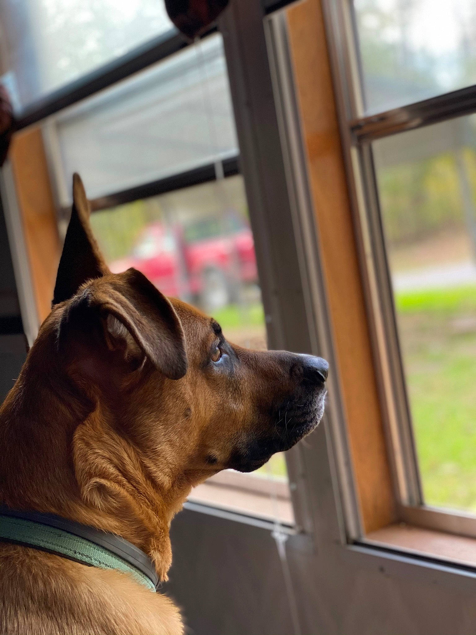 Bear is registered to the contest to win money with this photo: canidae, carnivore, collar, companion_dog, dog, dog_breed, dog_collar, fawn, fixture, fur, glass, liver, snout, sporting_group, tints_and_shades, whiskers, window, wood, working_animal, working_dog