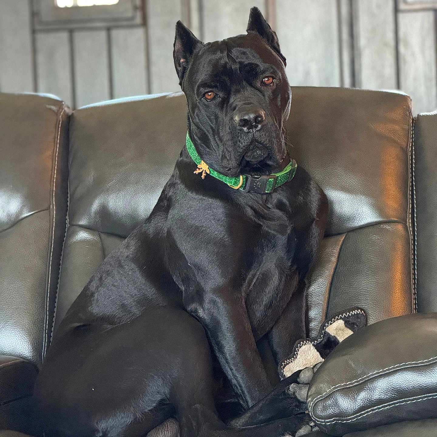 Johnwick
