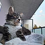 cat, kitten, fluffy, balcony, blanket, outdoor, sky, clouds, white, gray, striped, pet, relaxed, fur, whiskers, paws, daylight, window, railing, resting