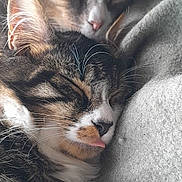 Ptibb a rejoint le concours — aidez-le/la à gagner de superbes lots ! cat, sleeping, cozy, closeup, whiskers, fur, tongue, blanket, snuggling, domestic_cat, cute, relaxed, two_animals, pet, feline, soft_texture, resting, indoors, warm, companion