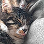 cat, sleeping, cozy, closeup, whiskers, fur, tongue, blanket, snuggling, domestic_cat, cute, relaxed, two_animals, pet, feline, soft_texture, resting, indoors, warm, companion