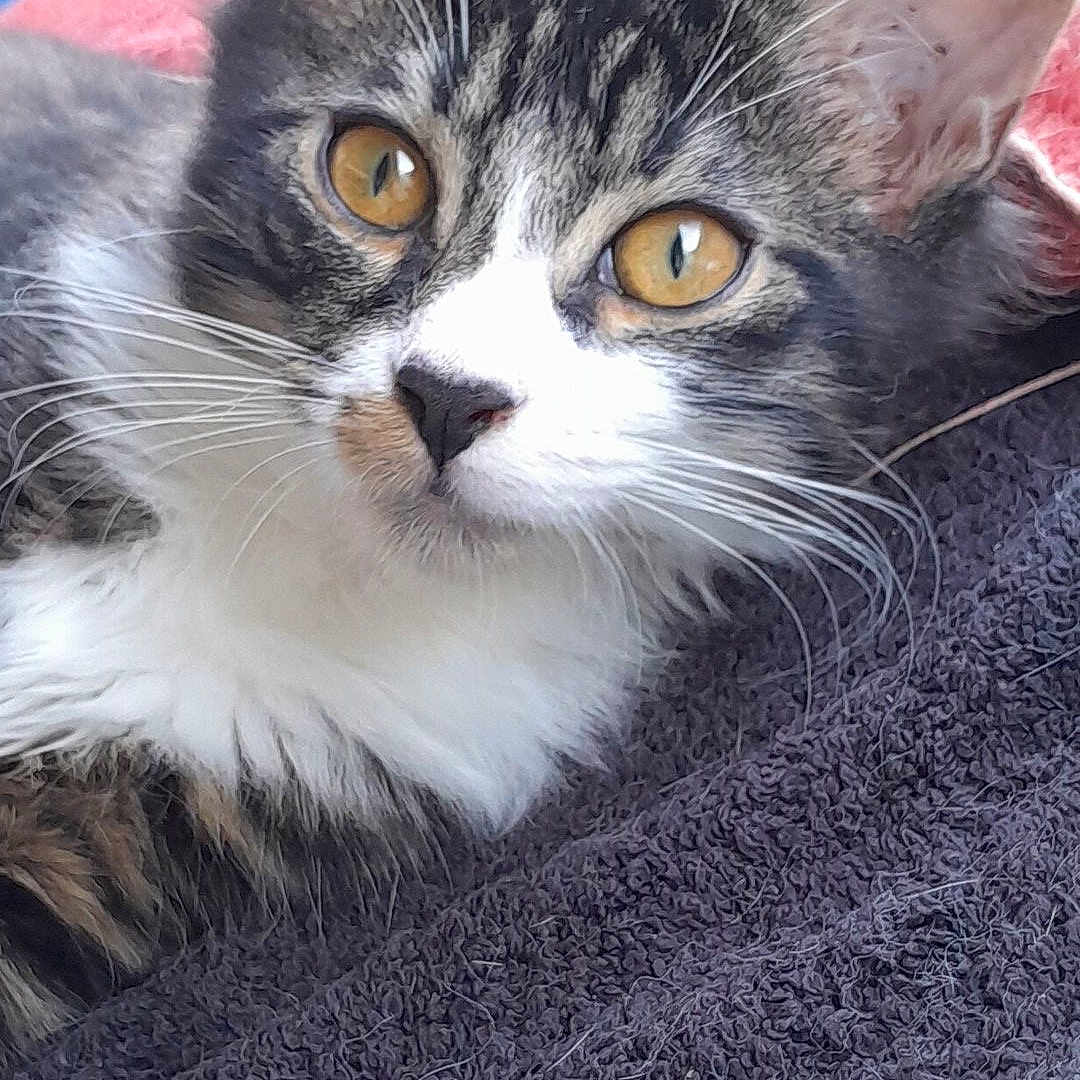 Ptibb participe au concours pour gagner de l'argent avec cette photo : amber_eyes, animal_face, blanket, cat, close_up, curious, domestic_animal, ears, feline, fluffy, indoor, pet, portrait, relaxed, resting, soft, tabby, texture, whiskers, white_fur