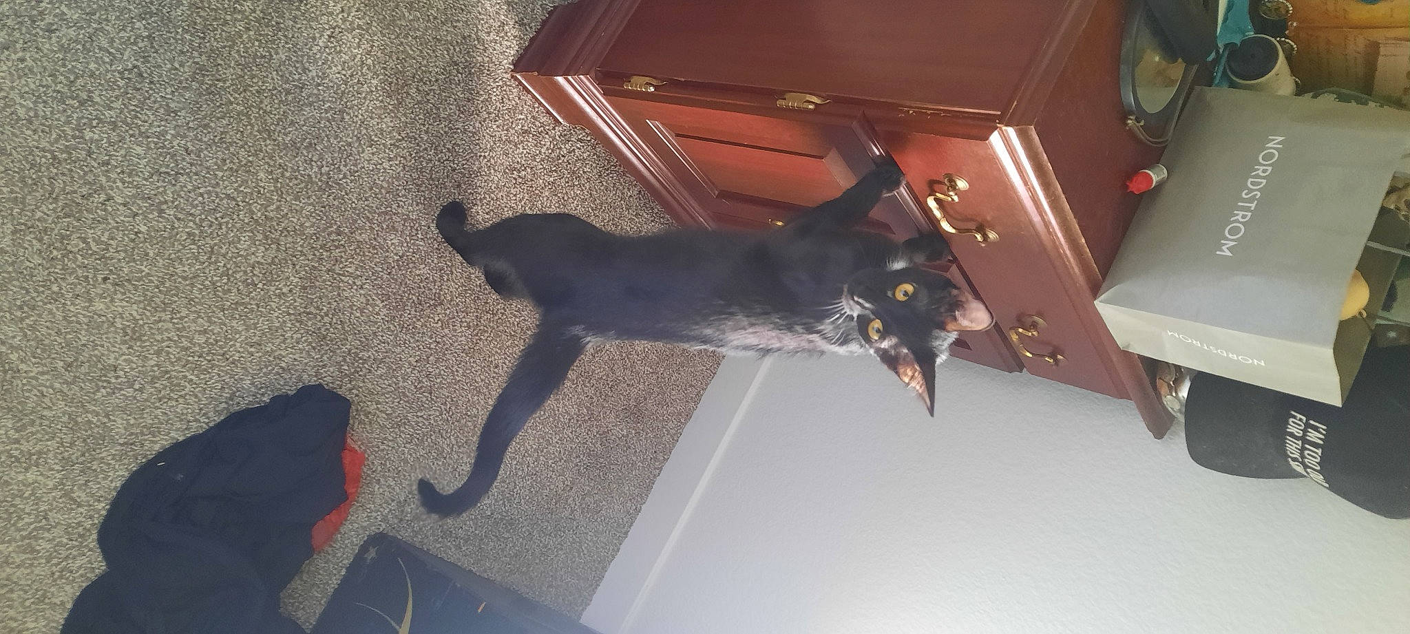 Bridget joined the competition — help win amazing prizes! black_cat, box, carnivore, dog, dog_breed, domestic_short_haired_cat, felidae, floor, flooring, grey, guard_dog, shadow, small_to_medium_sized_cats, sporting_group, tail