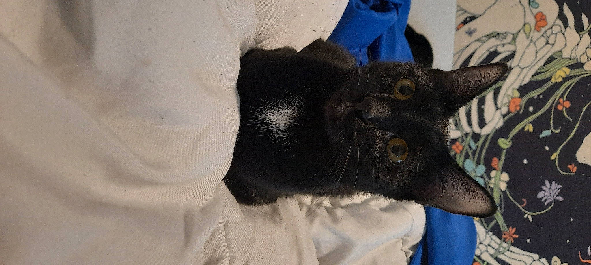 Bridget joined the competition — help win amazing prizes! black_cat, bombay, canidae, carnivore, cat, claw, dog_breed, domestic_short_haired_cat, ear, felidae, fur, goat, goats, small_to_medium_sized_cats, snout, tail, terrestrial_animal, whiskers, working_animal