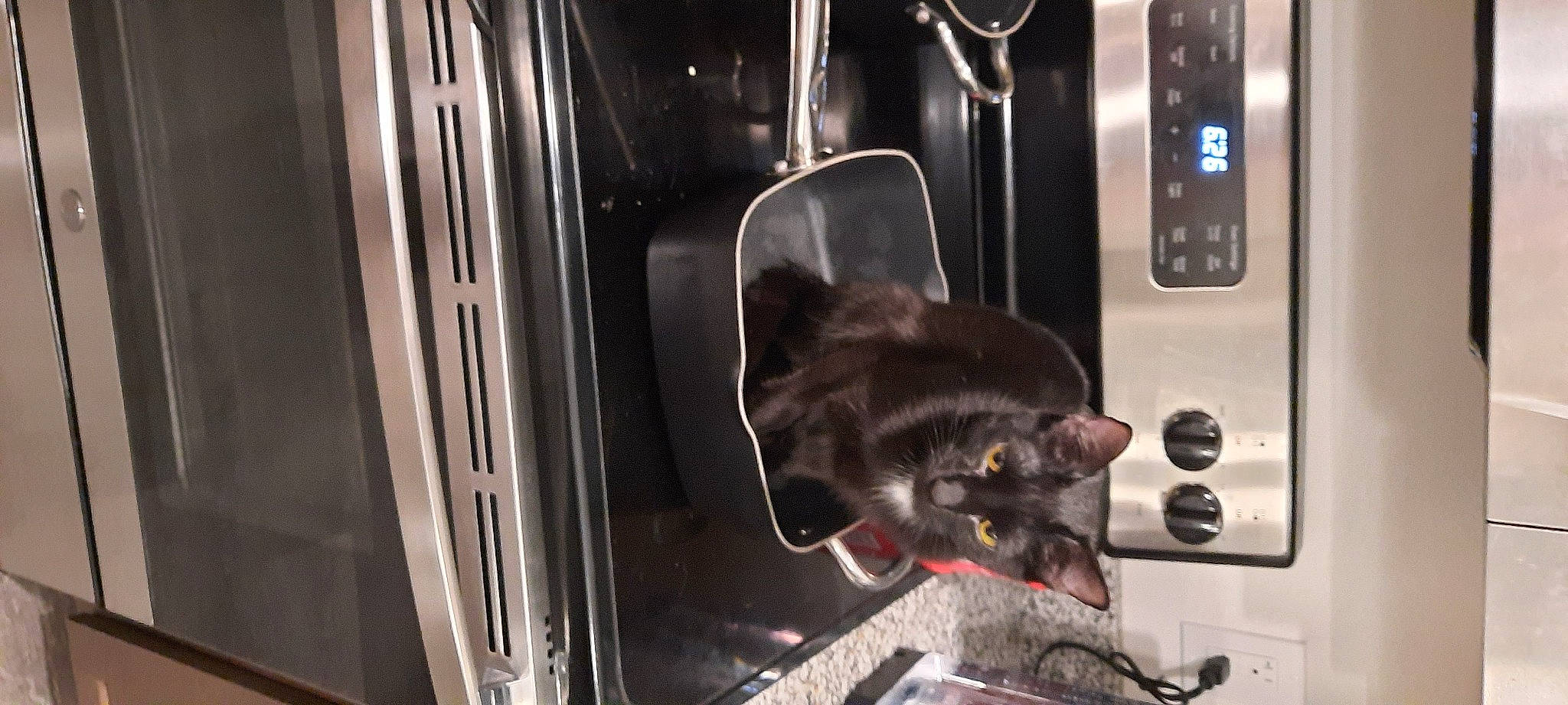 Bridget joined the competition — help win amazing prizes! auto_part, automotive_design, automotive_exterior, automotive_lighting, domestic_short_haired_cat, felidae, gas, home_appliance, kitchen_appliance, machine, major_appliance, metal, motor_vehicle, public_transport, rodent, small_to_medium_sized_cats, snout, tail, vehicle_door, whiskers