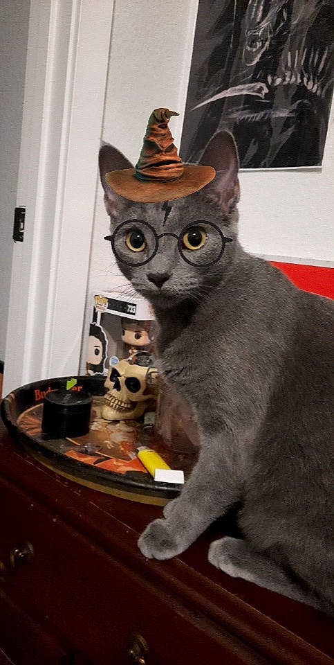 Raven joined the competition — help win amazing prizes! art, black_cat, carnivore, cat, cat_supply, domestic_short_haired_cat, felidae, fur, guitar, personal_protective_equipment, pet_supply, small_to_medium_sized_cats, snout, tail, toy, whiskers, window