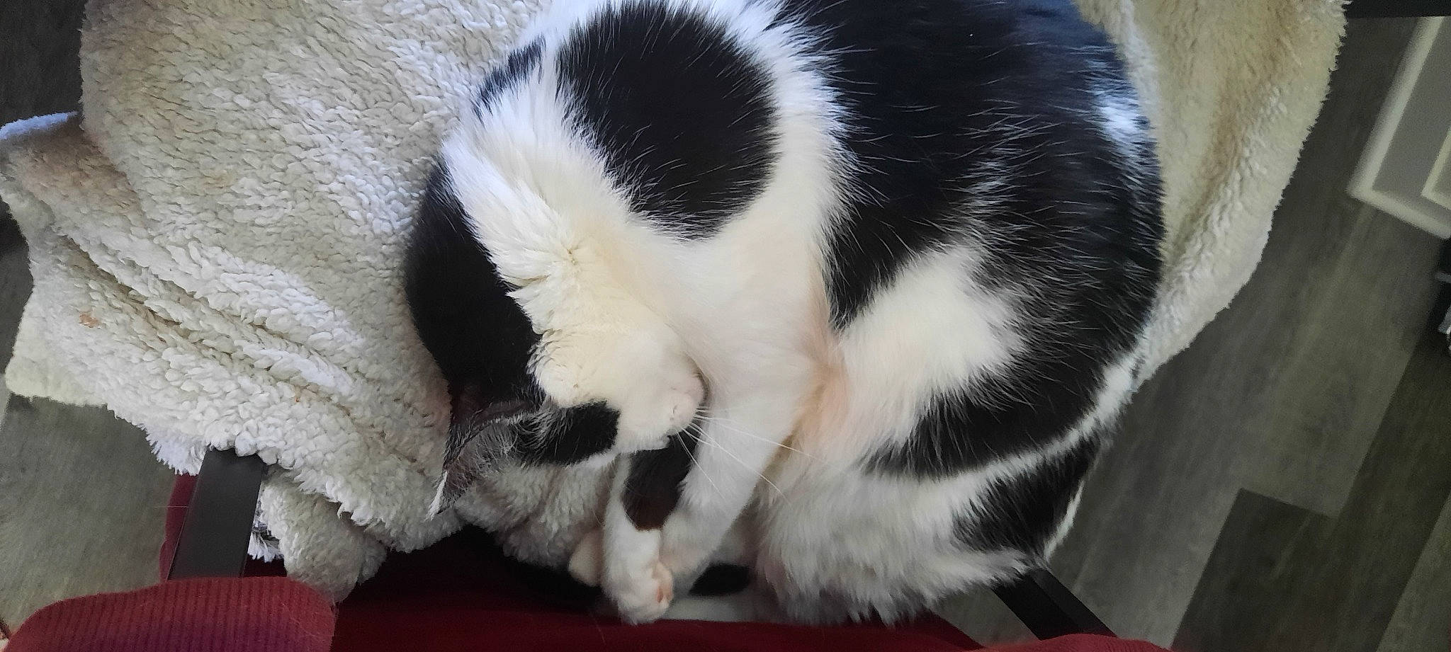 Octavia joined the competition — help win amazing prizes! carnivore, cat, claw, comfort, domestic_short_haired_cat, felidae, fur, mammal, nap, paw, small_to_medium_sized_cats, snout, tail, terrestrial_animal, vertebrate, whiskers