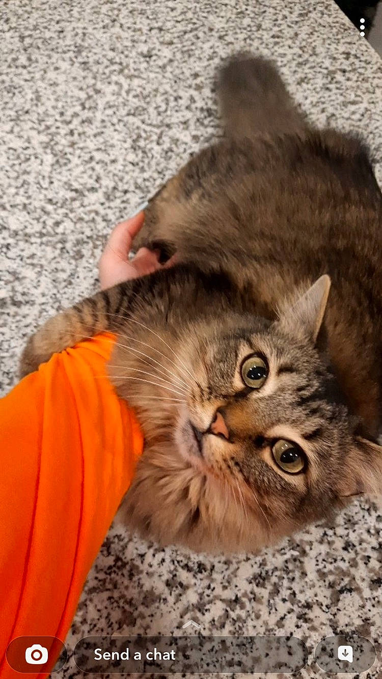 Lexa joined the competition — help win amazing prizes! carnivore, cat, claw, comfort, domestic_short_haired_cat, fawn, felidae, fur, gesture, hair, head, maine_coon, paw, sitting, small_to_medium_sized_cats, snout, tail, terrestrial_animal, whiskers