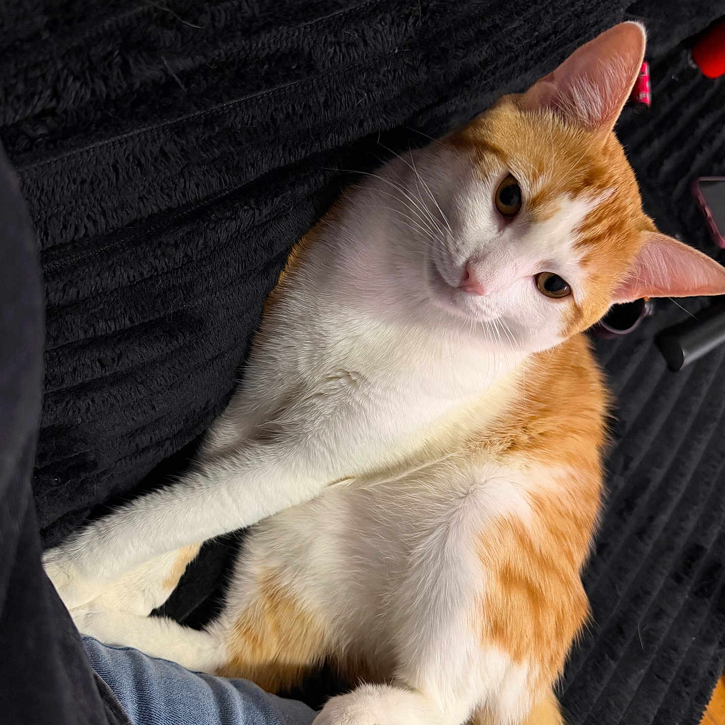 Garfield