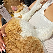 Garfield is registered to the contest to win money with this photo: cat, closeup, couch, cozy, fabric, hand, indoor, nail_art, orange_cat, paper_bag, paw, person, pet, pink_paw_pads, receipt, relaxed, resting, sleeping_cat, tank_top, white_cat