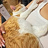cat, orange_cat, white_cat, sleeping_cat, pet, person, hand, nail_art, tank_top, fabric, paper_bag, receipt, couch, cozy, indoor, relaxed, paw, pink_paw_pads, resting, closeup