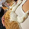 Garfield joined the competition — help win amazing prizes! cat, orange_cat, white_cat, sleeping, indoor, person, hand, nail_art, tank_top, hugging, cozy, fur, paw, relaxed, resting, closeup, bedroom, paper_bag, lamp, wooden_floor