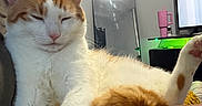 Garfield joined the competition — help win amazing prizes! cat, orange_and_white_cat, relaxed, sleepy, indoor, living_room, mirror, television, cup, furniture, person_leg, cozy, pet, domestic_animal, resting, close_up, fur, whiskers, paw, pink_nose