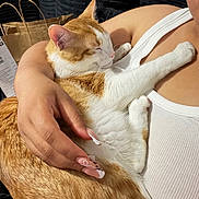 Garfield is registered to the contest to win money with this photo: cat, orange_cat, white_cat, sleeping_cat, person, arm, hand, manicure, nail_art, white_tank_top, indoor, black_cushion, paper_bag, close_up, pet, animal, relaxation, comfort, affection, resting
