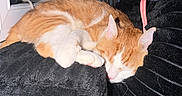 Garfield is registered to the contest to win money with this photo: animal, blanket, cat, comfort, cozy, cute, domestic, feline, fur, household, indoor, napping, orange_cat, pet, relaxation, resting, sleeping, soft, warm, white_cat