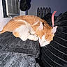 Garfield is registered to the contest to win money with this photo: cat, sleeping, orange_cat, white_cat, pet, indoor, blanket, cozy, feline, resting, fur, animal, cute, napping, soft, comfort, household, domestic, relaxation, warm