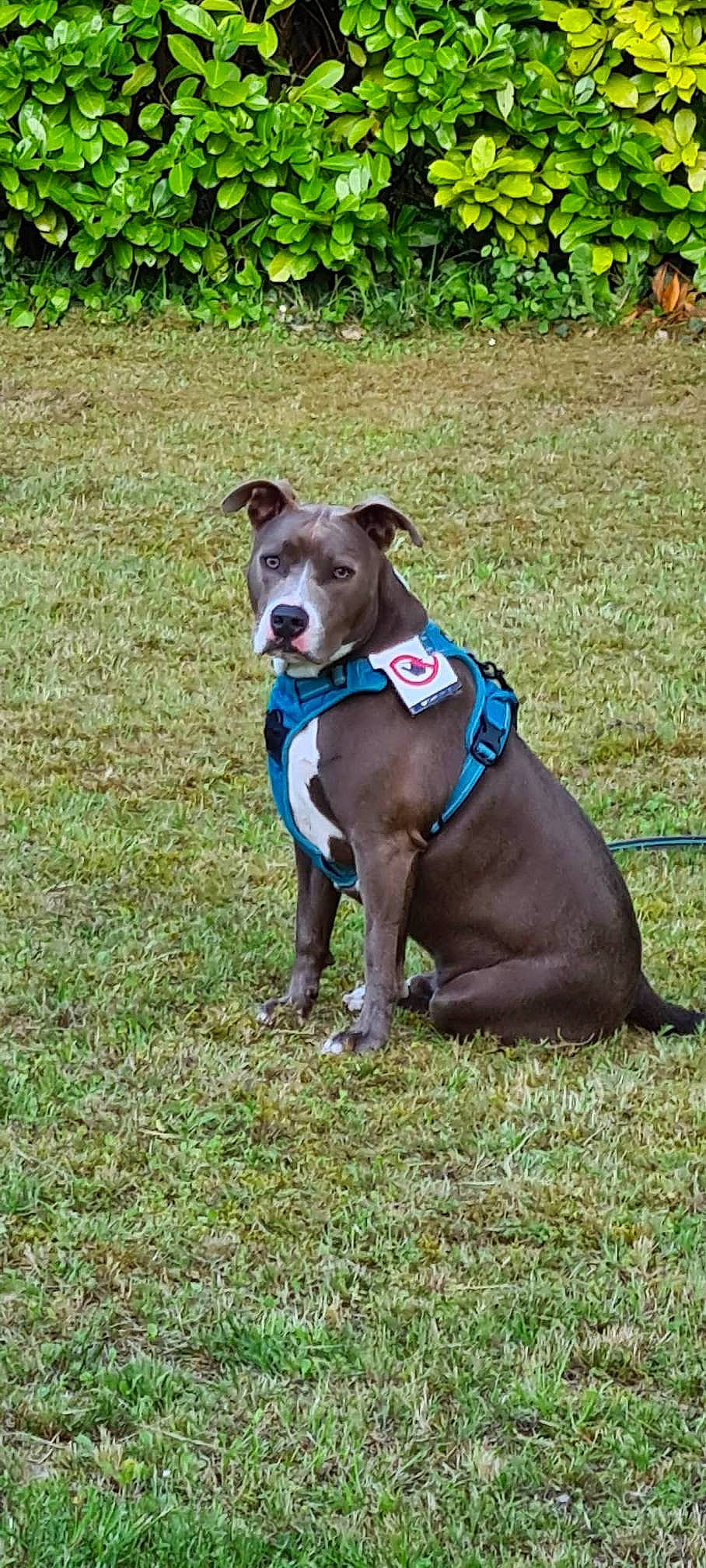 Zouzou a rejoint le concours — aidez-le/la à gagner de superbes lots ! canidae, carnivore, collar, companion_dog, dog, dog_breed, dog_collar, dog_supply, electric_blue, fashion_accessory, fawn, grass, liver, pet_supply, plant, rampur_greyhound, snout, sporting_group, terrestrial_animal, working_animal