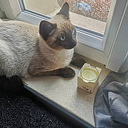 Alvin participe au concours pour gagner de l'argent avec cette photo : cat, siamese_cat, animal, pet, windowsill, candle, glass, window, curtain, indoor, blue_eyes, fur, resting, looking_outside, home, domestic, sunlight, quiet, still_life, window_glass