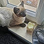 cat, siamese_cat, animal, pet, windowsill, candle, glass, window, curtain, indoor, blue_eyes, fur, resting, looking_outside, home, domestic, sunlight, quiet, still_life, window_glass