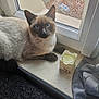 Alvin participe au concours pour gagner de l'argent avec cette photo : cat, siamese_cat, windowsill, candle, window, glass, curtain, indoor, pet, animal, blue_eyes, fur, relaxing, gazing, closeup, daylight, texture, plastic_bottle, floor, houseplant