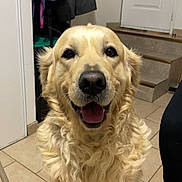 Reggea participe au concours pour gagner de l'argent avec cette photo : adult, animal, architecture, building, canine, clothing, coat, dog, door, female, footwear, goldenretriever, outdoors, pants, person, pet, puppy, shelter, shoe, woman