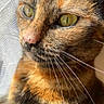 Skye participe au concours pour gagner de l'argent avec cette photo : animal, cat, close_up, curious, detailed, eyes, face, feline, fur, golden_eyes, indoor, multicolored_fur, nose, pet, photography, portrait, sharp_focus, sunlight, tortoiseshell_cat, whiskers