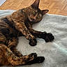 blanket, cat, cozy, feline, fur, green_eyes, home, indoor, lying_down, multicolored_fur, paws, pet, portrait, relaxed, sleepy, soft_surface, sunlight, tortoiseshell_cat, whiskers, wooden_floor