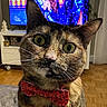alert, animal, bow_tie, cat, close_up, collar, funny, furniture, green_eyes, home, indoor, living_room, looking_at_camera, pet, portrait, short_hair, tabby, television, whiskers, wood_floor