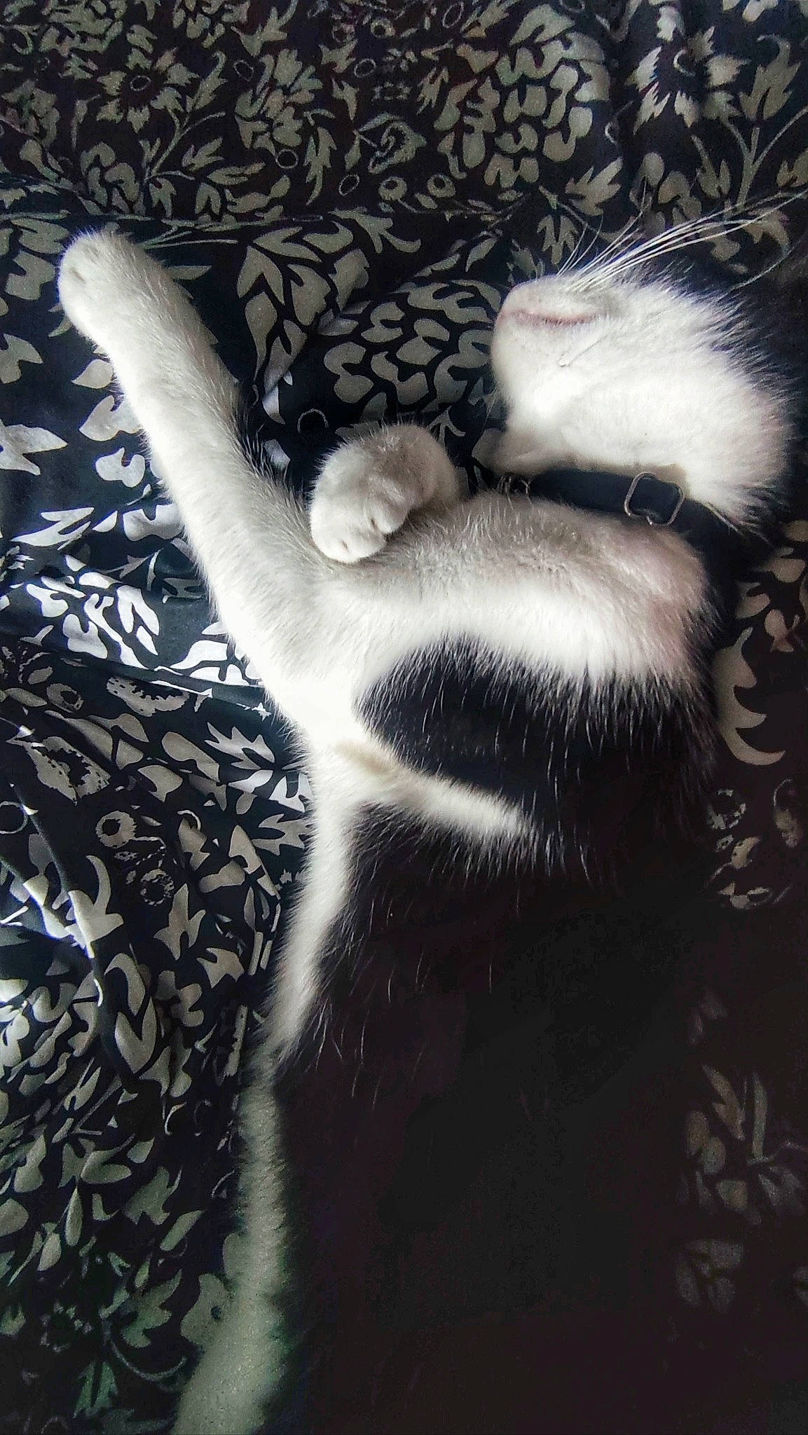 Figaro a rejoint le concours — aidez-le/la à gagner de superbes lots ! art, canidae, cat, claw, darkness, fawn, felidae, fur, gesture, human_leg, monochrome, monochrome_photography, pattern, paw, shadow, small_to_medium_sized_cats, snout, tail, tints_and_shades, whiskers