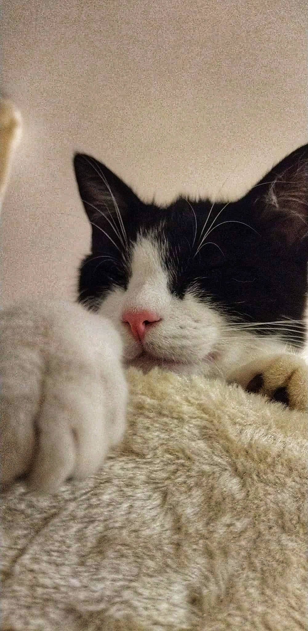 Figaro participe au concours pour gagner de l'argent avec cette photo : carnivore, cat, comfort, eye, felidae, fur, love, nap, paw, sleep, small_to_medium_sized_cats, snout, square, terrestrial_animal, whiskers