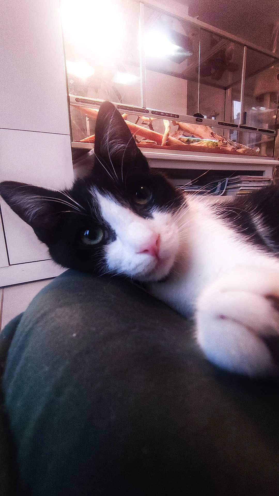 Figaro a rejoint le concours — aidez-le/la à gagner de superbes lots ! carnivore, cat, claw, cloud, comfort, domestic_short_haired_cat, felidae, flooring, foot, fur, human_leg, mammal, paw, small_to_medium_sized_cats, snout, tail, vertebrate, whiskers