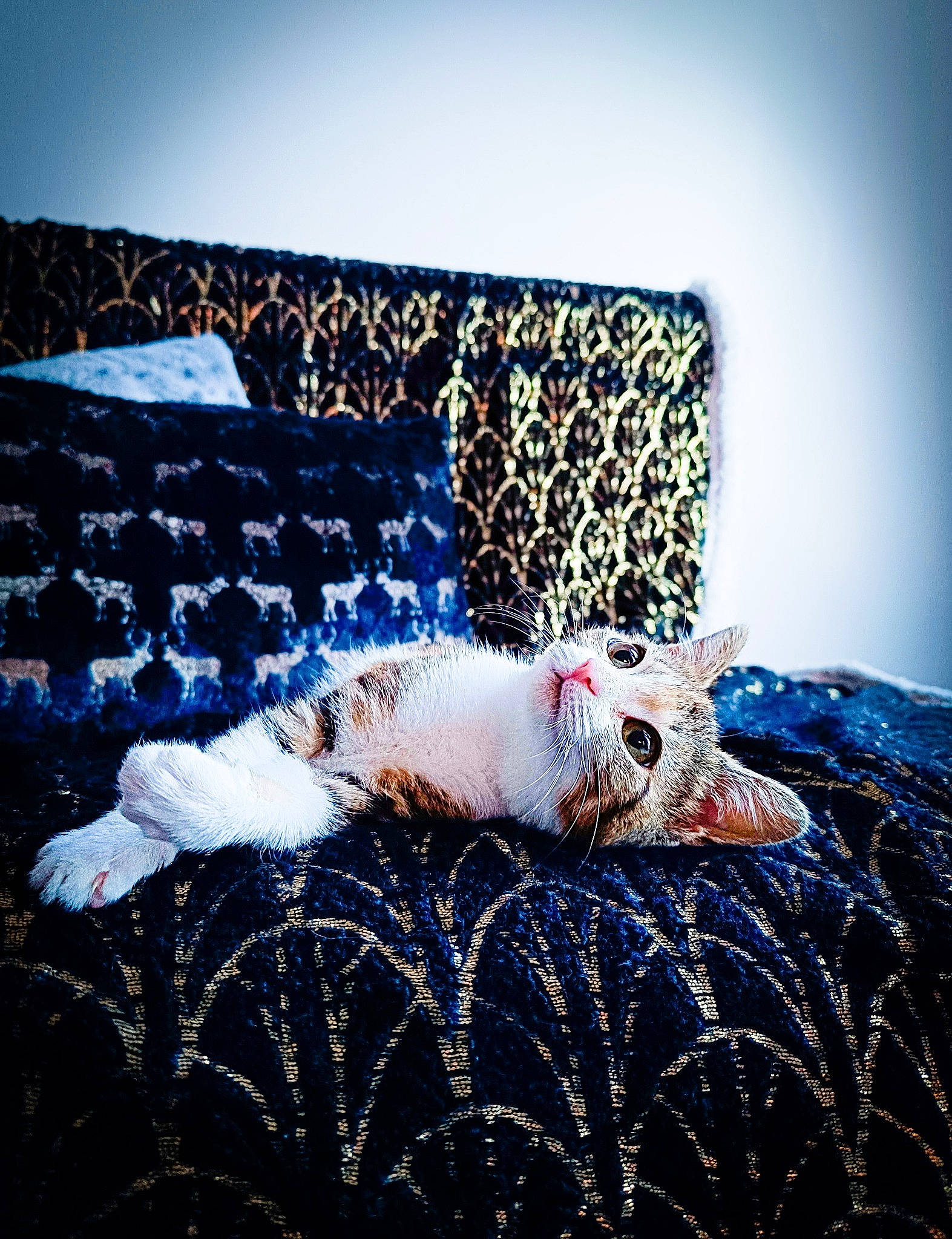Chouquette a rejoint le concours — aidez-le/la à gagner de superbes lots ! art, bedding, carnivore, comfort, companion_dog, couch, electric_blue, felidae, fur, grass, linens, pattern, rectangle, room, sky, small_to_medium_sized_cats, tail, textile, visual_arts, whiskers