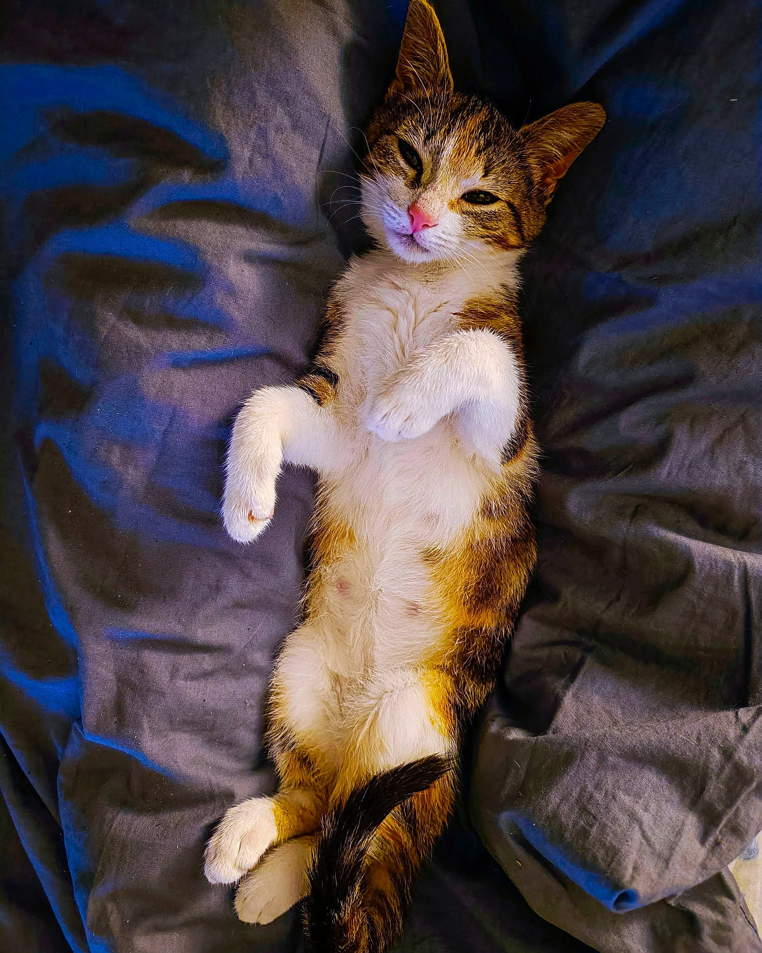 Chouquette participe au concours pour gagner de l'argent avec cette photo : carnivore, cat, claw, comfort, domestic_short_haired_cat, electric_blue, fawn, felidae, fur, gesture, lap, paw, sitting, small_to_medium_sized_cats, snout, tail, whiskers