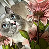 cat, blue_eyes, flowers, pink, curious, close_up, whiskers, pet, indoor, leaf, plant, cute, feline, soft_light, portrait, animal, nature, face, background_blur, domestic