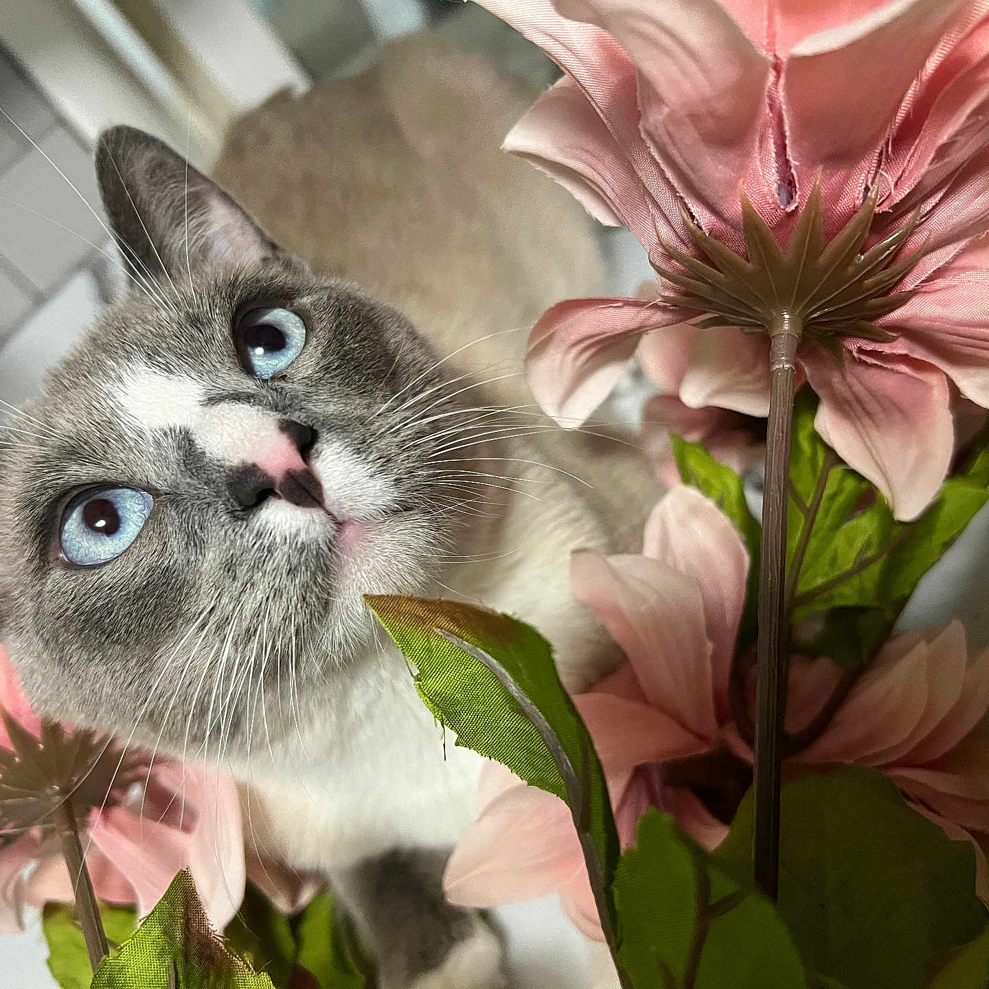 Binx is registered to the contest to win money with this photo: cat, blue_eyes, flowers, pink, curious, close_up, whiskers, pet, indoor, leaf, plant, cute, feline, soft_light, portrait, animal, nature, face, background_blur, domestic