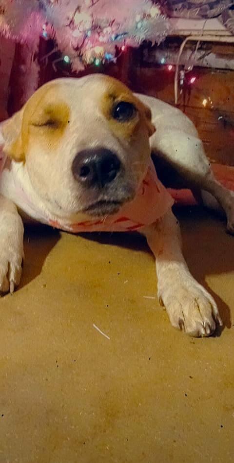 Bubbles joined the competition — help win amazing prizes! carnivore, companion_dog, dog, dog_breed, dog_supply, fawn, guard_dog, non_sporting_group, paw, pet_supply, photo_caption, puppy, puppy_love, snout, street_dog, terrestrial_animal, whiskers, wood, working_animal, working_dog