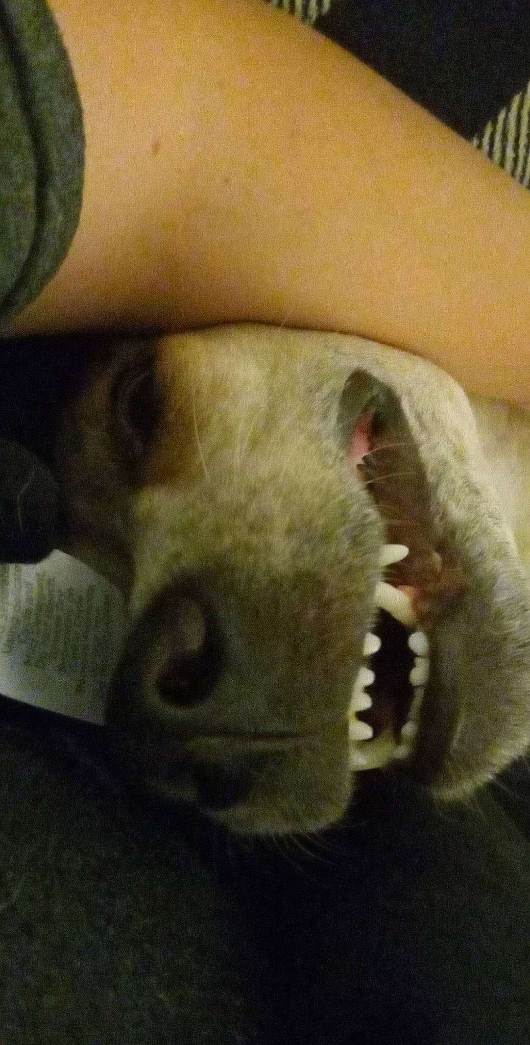 Bubbles joined the competition — help win amazing prizes! bone, carnivore, dog_breed, ear, eye, eyelash, fang, fawn, felidae, foot, fur, human_leg, paw, small_to_medium_sized_cats, snout, tail, terrestrial_animal, whiskers, wildlife, working_animal