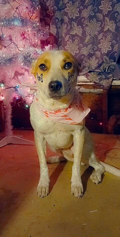 Bubbles is registered to the contest to win money with this photo: ancient_dog_breeds, canidae, carnivore, collar, companion_dog, dog, dog_breed, dog_collar, fawn, gun_dog, non_sporting_group, pet_supply, snout, sporting_group, working_animal, working_dog