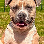 Patcho a rejoint le concours — aidez-le/la à gagner de superbes lots ! dog, happy, smiling, outdoor, sunny, grass, field, pet, canine, tongue, ears, closeup, muzzle, light, daytime, nature, playful, animal, friendly, expression