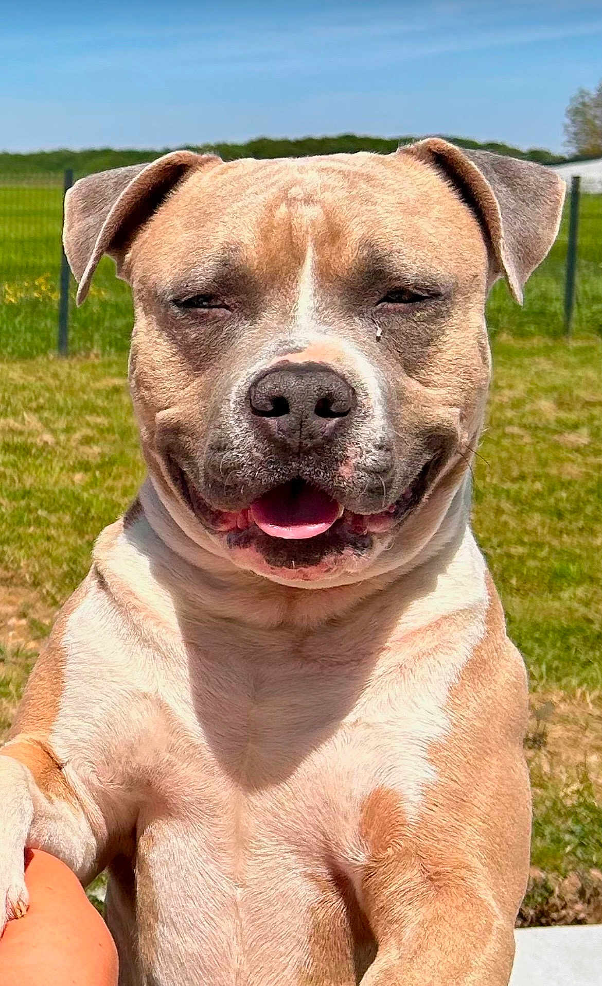 Patcho a rejoint le concours — aidez-le/la à gagner de superbes lots ! dog, happy, smiling, outdoor, sunny, grass, field, pet, canine, tongue, ears, closeup, muzzle, light, daytime, nature, playful, animal, friendly, expression