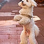 dog, white_dog, fluffy, standing, pavement, outdoor, pet, cute, canine, happy, fur, animal, playful, leash, side_view, alert, small_dog, curly_fur, urban, brown_bricks